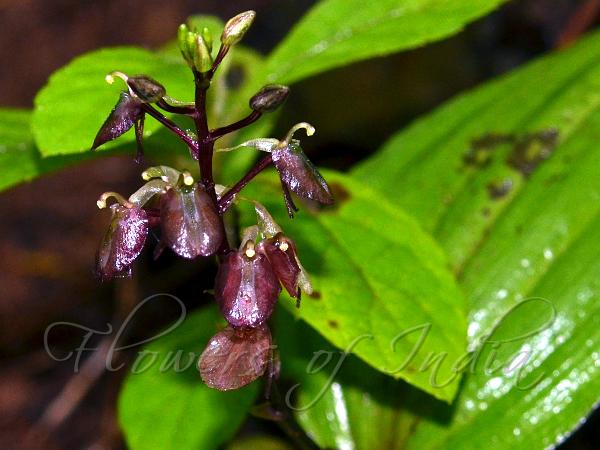 Two-Lobed Liparis